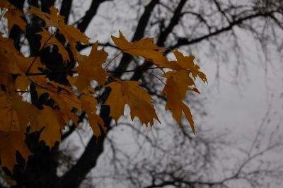 Fall leaves